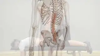 Multifidi Activation