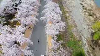 Blossoming Trees | Relaxation Music | Calming Music
