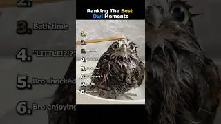 The Best Owl Moments