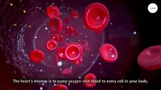 Underrated Organ: The Lungs