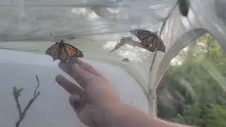 This is the most that we have raised and released at once!