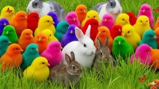 Tangkap Ayam Lucu, ayam warna warni, ayam rainbow, kelinci lucu, bebek lucu, ikan koi, Hewan Lucu