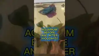 cleaning my 1 meter aqaurim after the holidays #bettafish #aquarium #fish #cleaning
