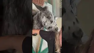 Naughty Horse #funny#animallove #happyhorse  #funnyhorse  #animal #funnyanimal