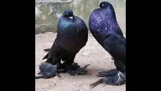 World most beautiful fancy breeder pigeon
