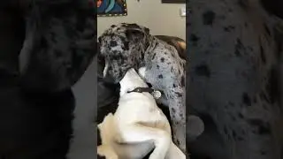 When you have two dogs #foryou #funny #funnypets #pets #dog #doglover #fyp #usa