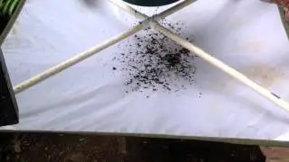 Leaf Litter Sampling