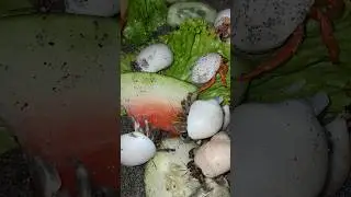 umang monster mukbang sayur