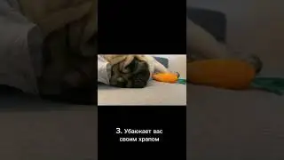#pugs #pugsdaily #pugsarelife #мопсы #мопсик #мопсики #собака