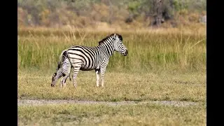 OVER 7 MILLION VIEWS!!  Zebra birth & Wild Dog interaction