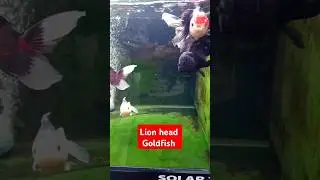 ◾Lionhead Goldfish ◾#fish#aquarium#youtubeshorts