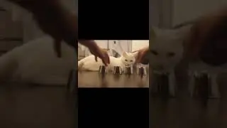 The Smart Cat