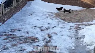 CATS FIGHTING IN THE SNOW 🙀❄️CATROCKET Funny cats videos 2024 😹 | CATROCKET & Friends