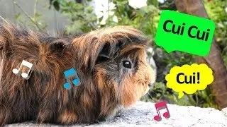 Sons do Porquinho da Índia - O QUE SIGNIFICA?