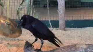 Blind raven having fun with a cymbal