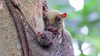 Colugo or flying lemur short film. Shot with Zcam E2S6