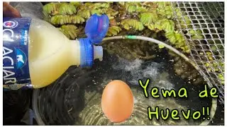 Alimentar Alevines de Koi con yema de huevo disuelta en agua