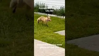 Wild Fox Steals Glizzy's Off Grill In Maryland
