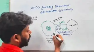 Antibody Dependent Cell Mediated Cytotoxicity 