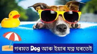 গৰমত Dog ৰ বাবে সহজ যত্ন ঘৰতে 👍  Dog Care in Summer ⛱️
