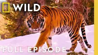 Killer Instincts (Full Episode) | Ultimate Predators | Nat Geo Animals