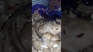 The girbils made a bed out of their sand bath