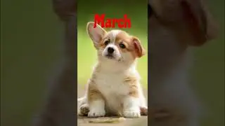 Your birth month your animal! 🤯