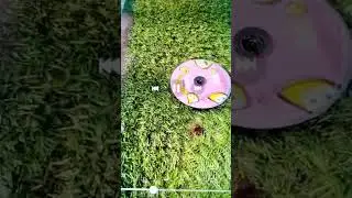 breaking a cbeebies cd
