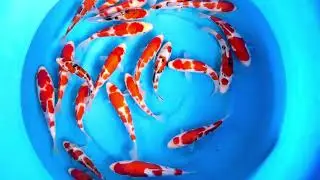 SPS 500 WYSIWYG Tosai Tateshita Sanke & Kohaku Selected x 25pcs 18-24 cm