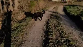 🐕 dog walk March 27, 2022