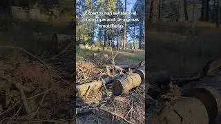 Muy cerca del desarrollo ecocida Reserva Santa Fe se est&aacute; llevando a cabo una devastaci&oacute;n forestal