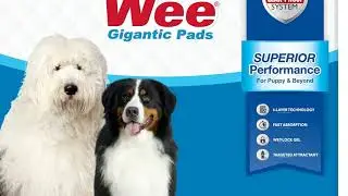 Puppy Potty Training HACK: Why We Use the Unscented Wee-Wee Pads