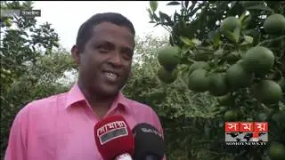 Malta Cultivation in Bangladesh | Successful Muslim farmers cultivate Malta-lemon and sour in Tangail
