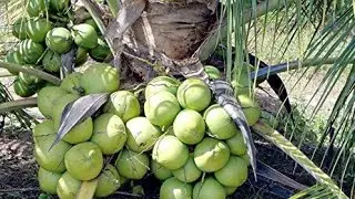Best Hybrid Coconut Tree - Amazing New Agriculture Technology / Amazing factory coconut😍