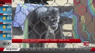 San Francisco Zoo&rsquo;s beloved chimpanzee dies at 63