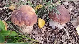 Boletus growing everywhere in the wild forest in Europe.. Steinpilze