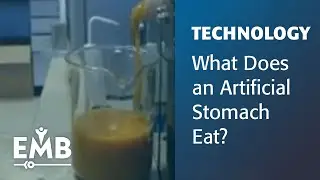 Feeding the Machine: The World's Most Sophisticated Artificial Stomach