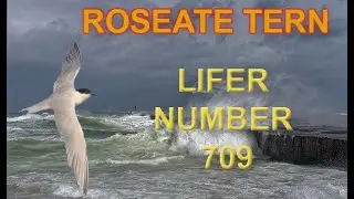 I finally got my Roseate Tern