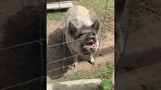 Kunekune Pig is Ready for a Snack || ViralHog
