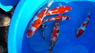 Maple koi. Breeder - Sakuma. Kikuryu. 30 - 32cm