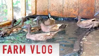 Ducks Swim in Party Pool for the First Time
