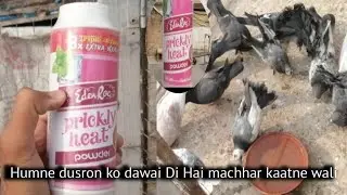 Humne kudaro ko dawai Di Hai machhar wali lagai hai 😍👍