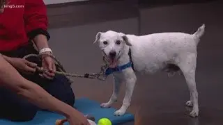 Pet of the Month