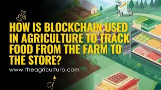 Как блокчейн используется в сельском хозяйстве для отслеживания продуктов питания от фермы до маг...