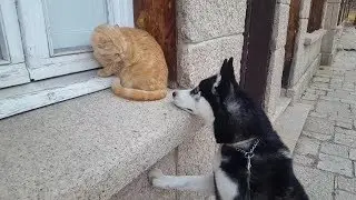 Así REACCIONA mi husky con el gato del vecino... || Max the husky