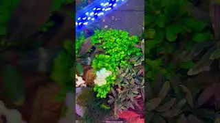Aquascaping Planted Tank🍀🌿🍃☘️🐛#aquascape #plantedtank #bucephalandra #nanotank