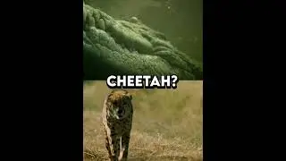 Saltwater crocodile VS All big cats #shorts #crocodile #bigcats