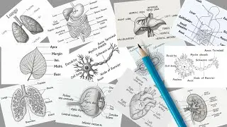 Anatomy Drawing Ideas for Students | Biology Drawing | Science Project | ArtEdu by Sania