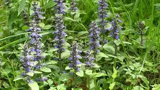 Ajuga reptans L. čes. zběhovec plaziv&yacute; angl. Bugle