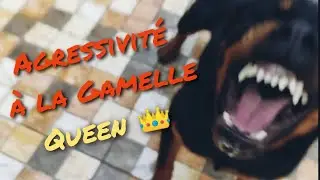 عضتني باش قربت للأكل 🍗🥩🥩Agressivité à la gamelle#rottweiler #maroc#الروت وايلر#
